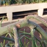 Euphorbia arahaka Bark