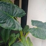 Alocasia macrorrhizos Blad