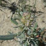 Helianthemum syriacum Flor