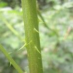 Rubus leyanus Bark