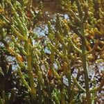 Salicornia procumbens Листок