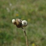 Helianthemum ledifolium Ffrwyth