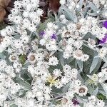 Anaphalis triplinervis Çiçek