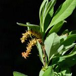 Myrica hartwegii ശീലം