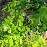 Buxus microphylla Leaf