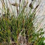 Carex myosuroides Fiore