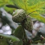 Quercus robur Mbuma