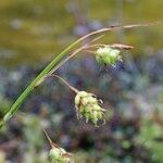 Carex magellanica Arall