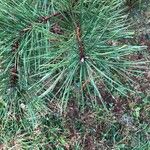 Pinus taeda Blad