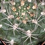Gymnocalycium pflanzii Hoja