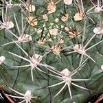 Gymnocalycium pflanzii Blatt