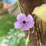 Eudianthe coeli-rosa Flower