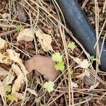 Pimpinella anisum Feuille