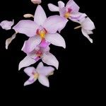 Spathoglottis unguiculata Цветок