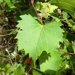 Vitis rupestris 叶