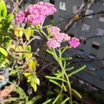 Achillea distansÇiçek