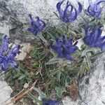 Phyteuma sieberi Flor