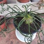 Albuca spiralisFoglia