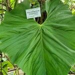 Philodendron longistilum Hoja