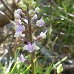 Cynorkis ridleyi Flower