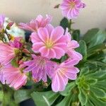 Lewisia cotyledon फूल