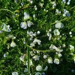 Veronica repens Flors