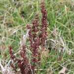 Rumex crispus Blüte