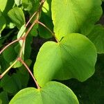 Cercis griffithii Leaf