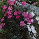 Dianthus gratianopolitanus Bloem