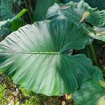 Alocasia macrorrhizosLeaf