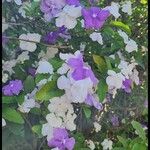 Brunfelsia paucifloraFlor