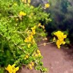 Genista canariensis Flor