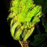 Gunnera tinctoria Blatt