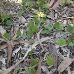 Goodenia hederacea Pokrój