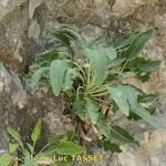 Campanula petraea 形態