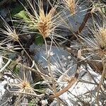 Aegilops geniculata Fruit