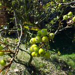 Sorbus aria Habitatea