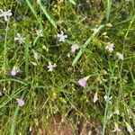 Gypsophila muralis Habit