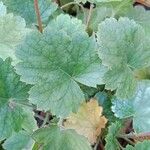 Heuchera sanguinea Feuille