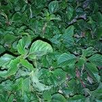 Amaranthus blitum Leaf