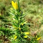 Ulex gallii Inny