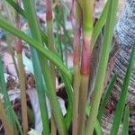 Zephyranthes carinata Rinde