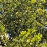 Abies sibirica Leaf