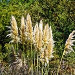Cortaderia selloana Plante entière