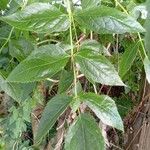 Steganotaenia araliacea Leaf