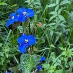 Commelina tuberosa 花