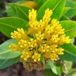 Asclepias barjoniifolia Λουλούδι
