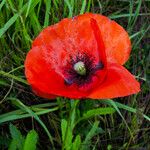 Papaver rhoeas Цвят