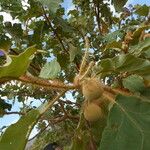 Solanum crinitum Frucht