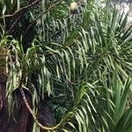 Grammatophyllum speciosum Lapas